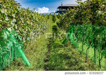 宮城縣酒廠葡萄園的鳥網安裝工作 宮城縣酒廠葡萄園的鳥網安裝工作 81926037
