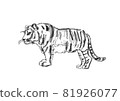 逼真的老虎圖黑白線描 81926077
