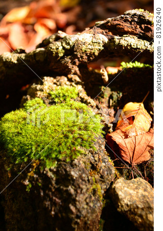 Nishizawa Valley-Healing the greatness of the primeval forest Nishizawa Valley-Healing the greatness of the primeval forest 81926240