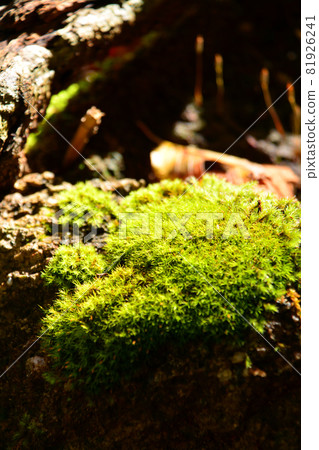 Nishizawa Valley-Healing the greatness of the primeval forest Nishizawa Valley-Healing the greatness of the primeval forest 81926241