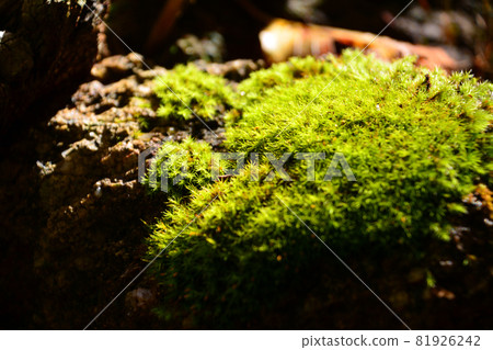 Nishizawa Valley-Healing the greatness of the primeval forest Nishizawa Valley-Healing the greatness of the primeval forest 81926242