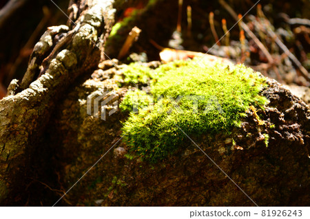 西澤溪谷-治愈原始森林的偉大 西澤溪谷-治愈原始森林的偉大 81926243