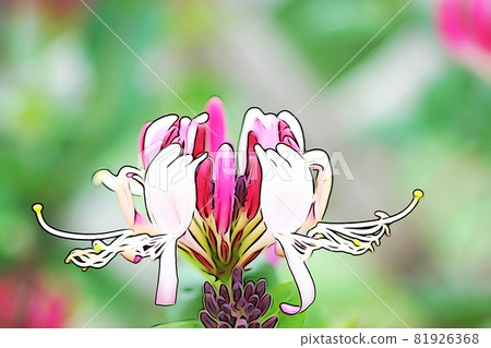 Pastel style "honeysuckle" illustration image Pastel style "honeysuckle" illustration image 81926368