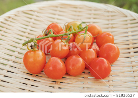 在菜園裡種植的迷你西紅柿 81926527