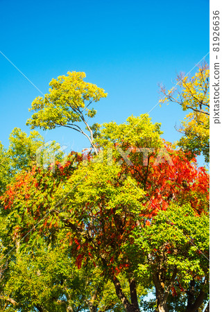 Autumn leaves at Osaka Castle Park 81926636