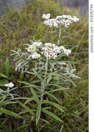 Yamaha Hako 81926744