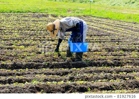 Male farmer farming in the field Farming countryside Male farmer farming in the field Farming countryside 81927616
