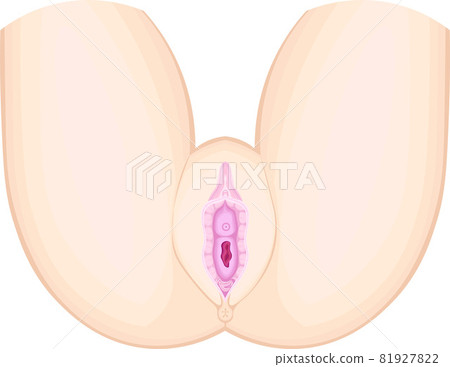 Female external genital image illustration 81927822