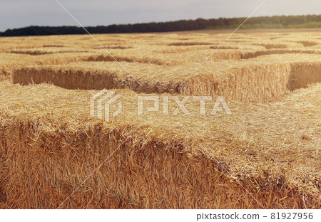 Hay in a bale in a sunny day close-up. Food product for farm animals, farming concept 81927956