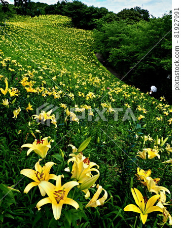 霞水百合園的風景 81927991