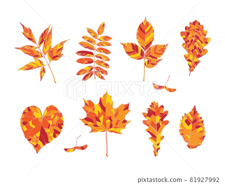 Set of hand drawn orange, red and yellow autumn leaves - maple, maple seeds, ash-leaved maple, rowan, ash, oak, linden, elm, isolated on white background. Vector illustration 81927992