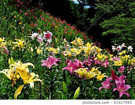 霞水百合園的風景 81927993