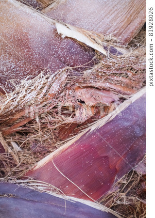 Detail of the trunk of a palm tree, clipped branches and a pink trunk of a palm tree. 81928026