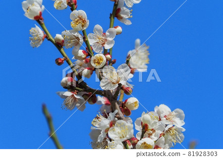White plum blossoms in full bloom blooming in the blue sky background White plum blossoms in full bloom blooming in the blue sky background 81928303