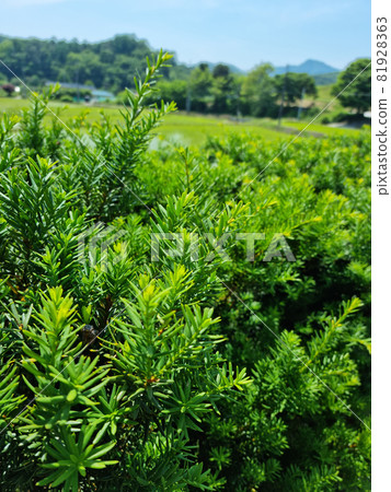 一棵關注的樹 81928363