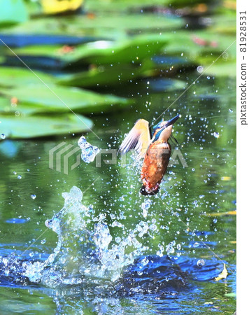 Kingfisher chicks take off Kingfisher chicks take off 81928531