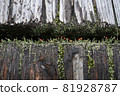 Colorful moss 81928787