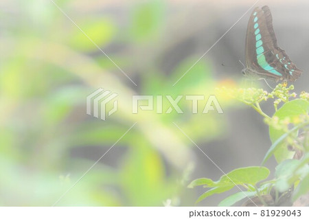 藍瓶吸食 Cayratia japonicum 的花蜜 81929043