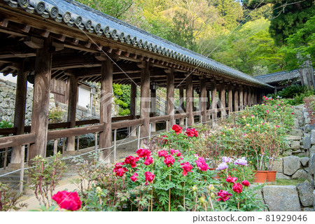 奈良縣櫻井市長谷寺走廊旁盛開的牡丹花 照片素材 圖片 圖庫