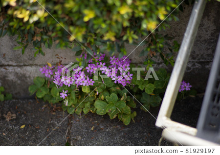 Small flowers that sprout through the gaps in the wall Small flowers that sprout through the gaps in the wall 81929197