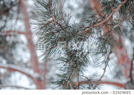Pine branch close up with needles in winter bokeh. Christmas trees in the park. pine cones and white snowflakes. Pine branch close up with needles in winter bokeh. Christmas trees in the park. pine cones and white snowflakes. 81929685