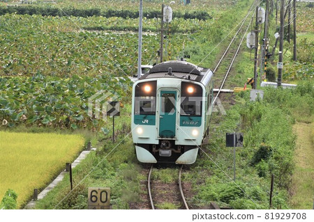 150 type local train going through the lotus root field 150 type local train going through the lotus root field 81929708