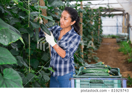 Female farmer puts cucumbers in plastic box for sale 81929743
