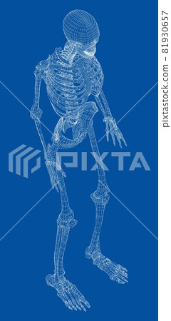 Human skeleton. Vector Human skeleton. Vector 81930657