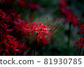 在海灘上的花 81930785