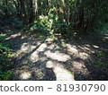 Sunlight through the forest 81930790