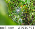 Water droplets on the spider web 81930791