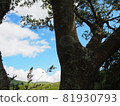 The sky seen through the gaps in the trees 81930793