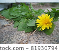Small blooming dandelion 81930794