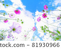 秋櫻（大波斯菊） 無論是從下面看還是從側面看 81930966