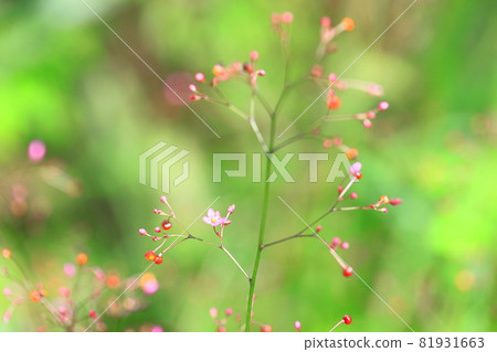 粉紅色的水葉花 81931663