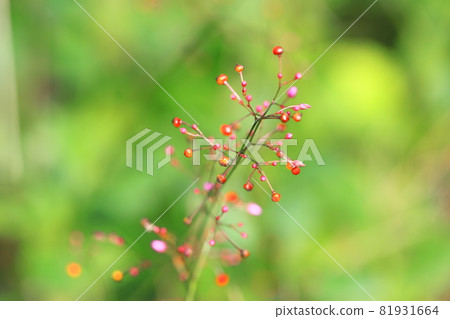 粉紅色的水葉花 81931664