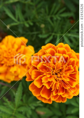 萬壽菊 萬壽菊 81932826