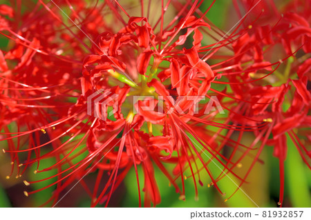 Higanbana of Saiho-ji, a flower that blooms in autumn Higanbana of Saiho-ji, a flower that blooms in autumn 81932857