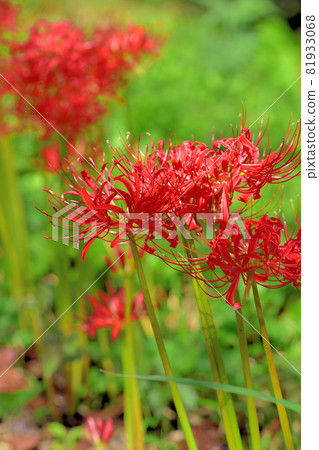 Higanbana of Saiho-ji, a flower that blooms in autumn Higanbana of Saiho-ji, a flower that blooms in autumn 81933068