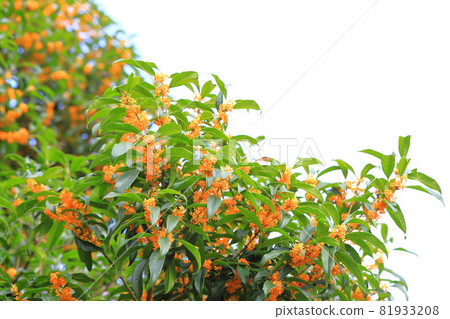 橙色金木花 橙色金木花 81933208