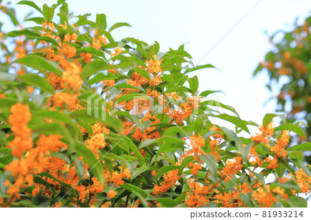 橙色金木花 81933214