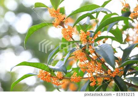 Orange kinmokusei flower 81933215