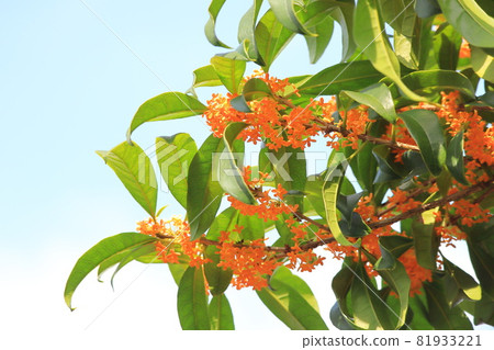 Orange kinmokusei flower 81933221