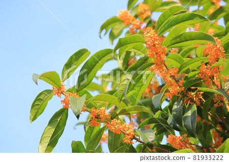 Orange kinmokusei flower 81933222