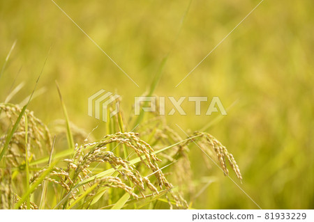 [Kameoka City, Kyoto, rice ears that have grown steadily] Rural autumn image 81933229