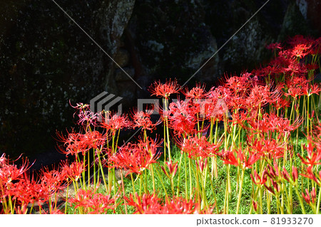 Saiho-ji的Higanbana,在秋天開花的花 Saiho-ji的Higanbana,在秋天開花的花 81933270