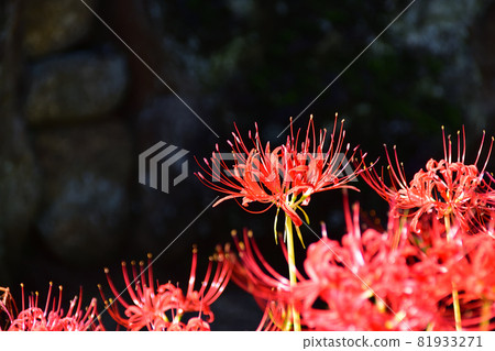Saiho-ji的Higanbana,在秋天開花的花 Saiho-ji的Higanbana,在秋天開花的花 81933271