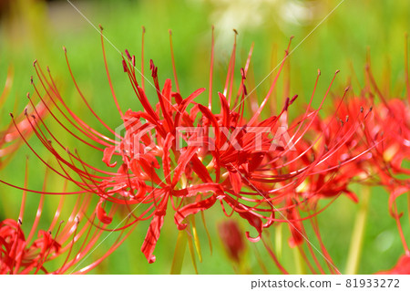 Saiho-ji的Higanbana,在秋天開花的花 Saiho-ji的Higanbana,在秋天開花的花 81933272