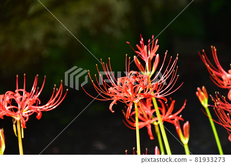 Saiho-ji的Higanbana,在秋天開花的花 Saiho-ji的Higanbana,在秋天開花的花 81933273