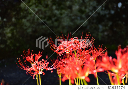 Saiho-ji的Higanbana,在秋天開花的花 Saiho-ji的Higanbana,在秋天開花的花 81933274